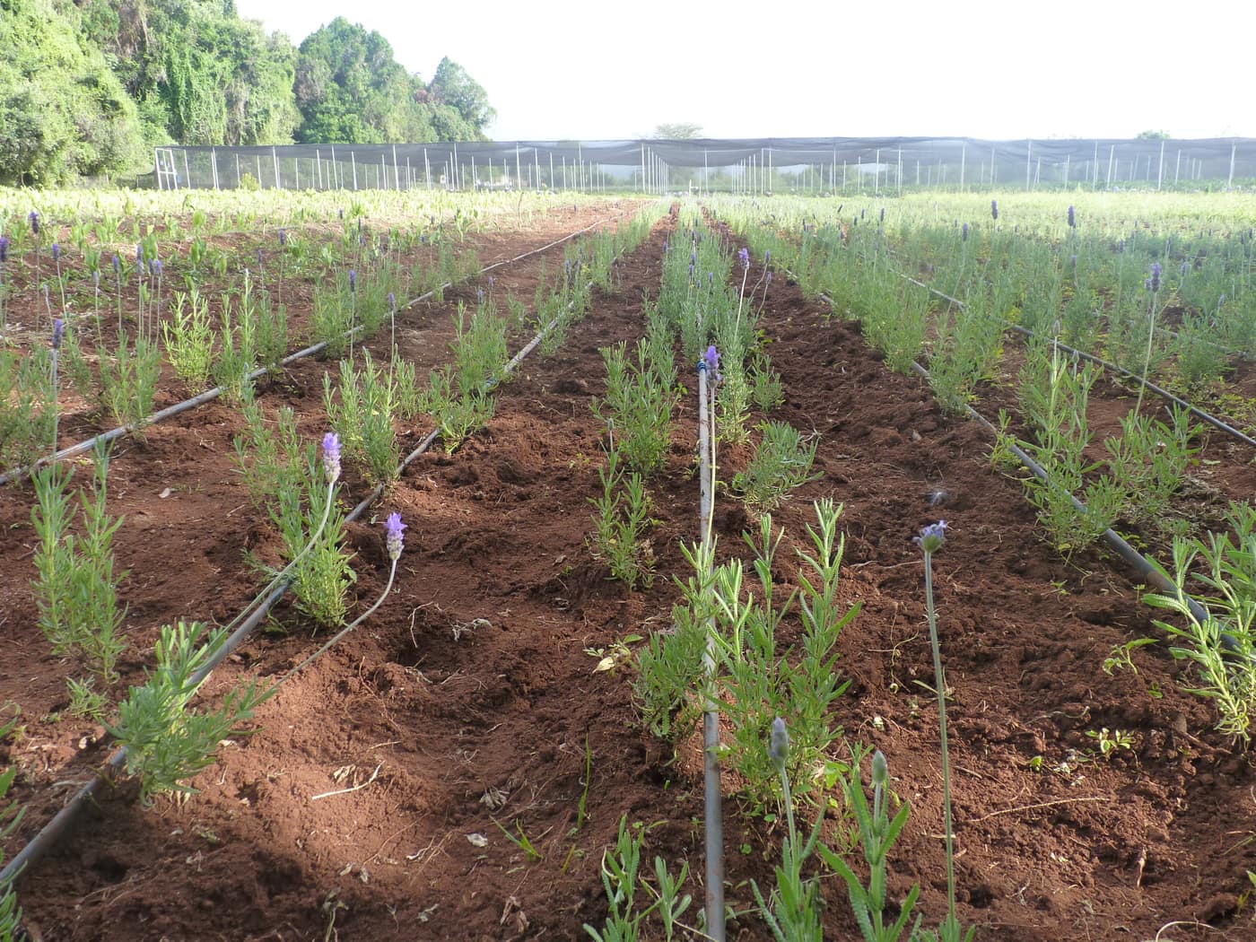 GGG Produce farm and herb photography (115)