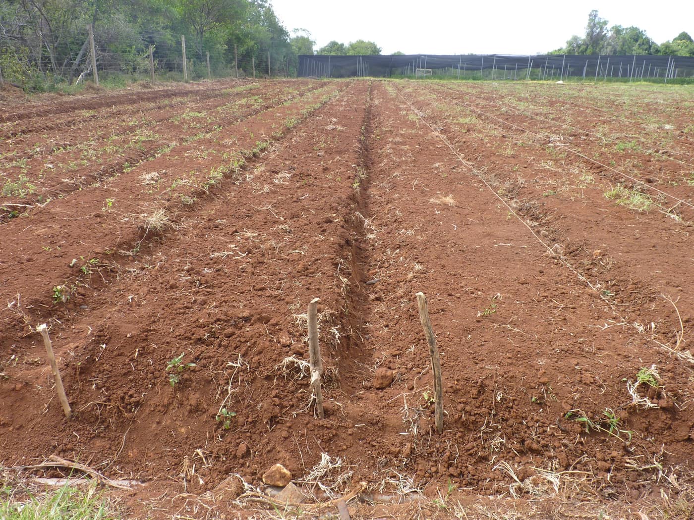 GGG Produce farm and herb photography (116)