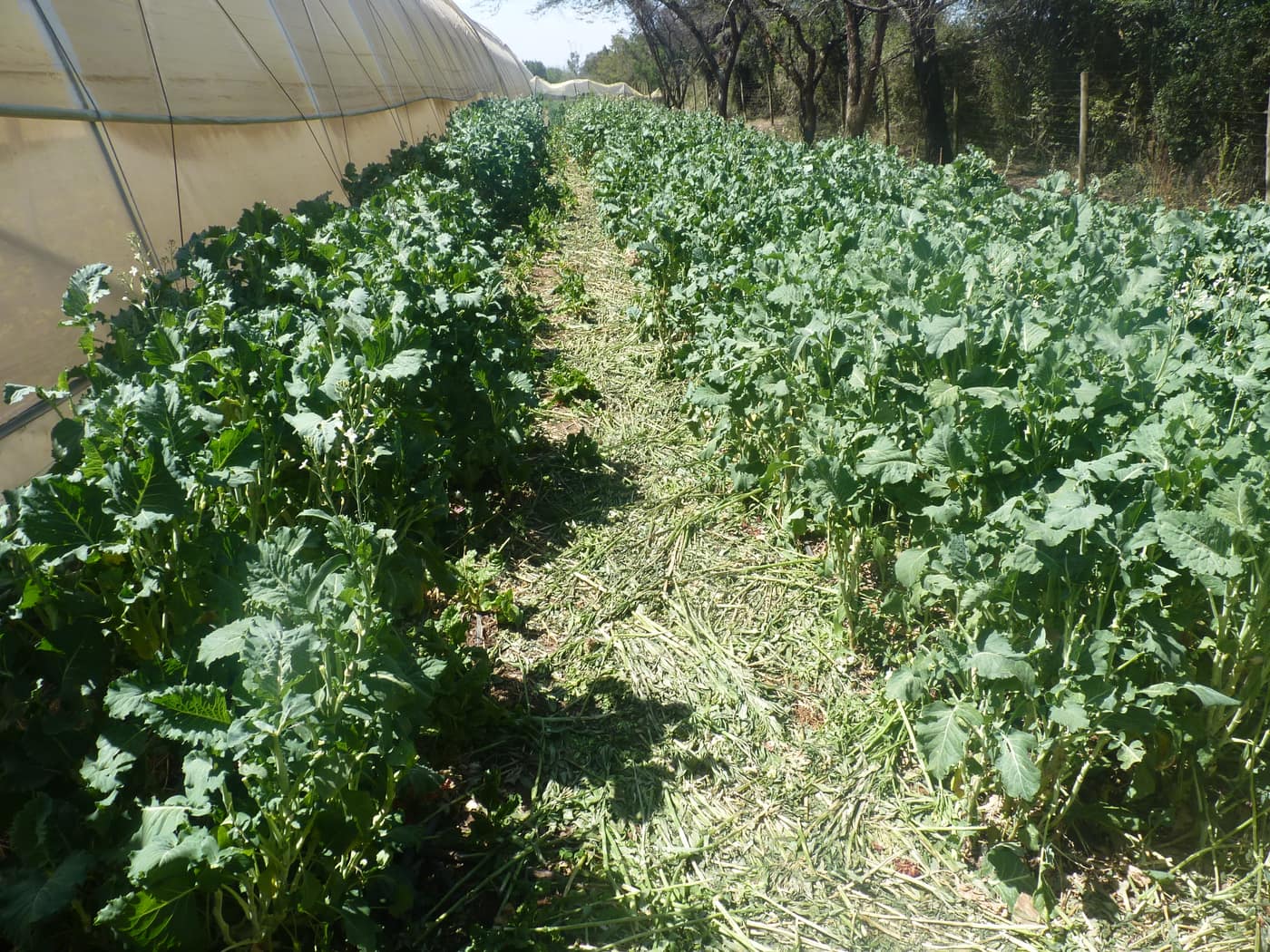 GGG Produce farm and herb photography (118)