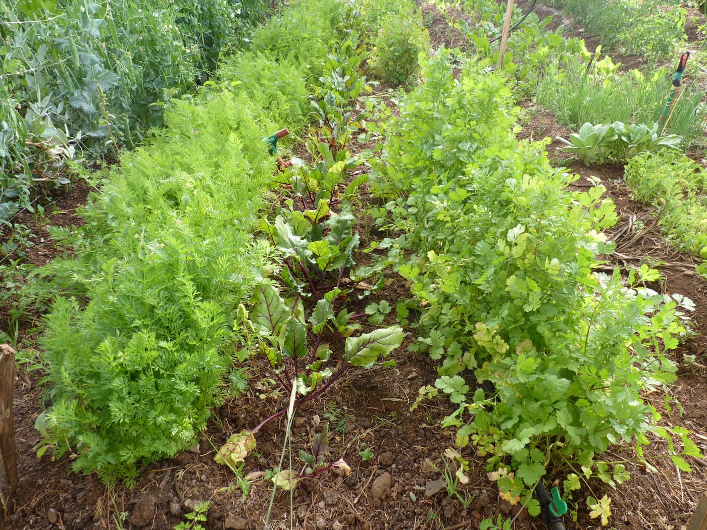 GGG Produce farm and herb photography (127)