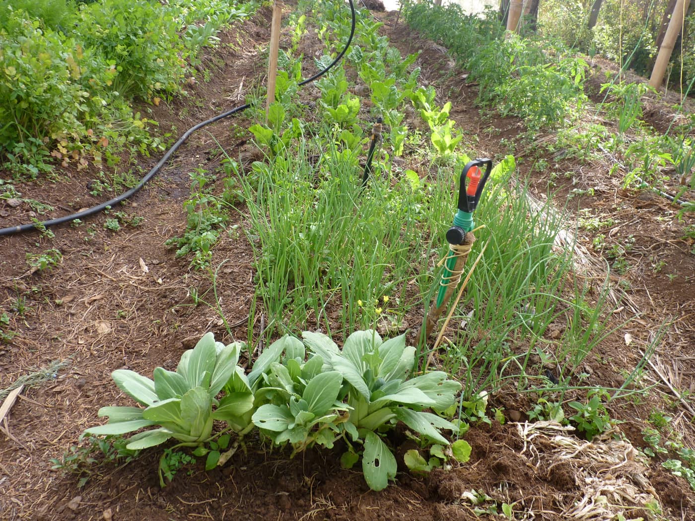 GGG Produce farm and herb photography (128)