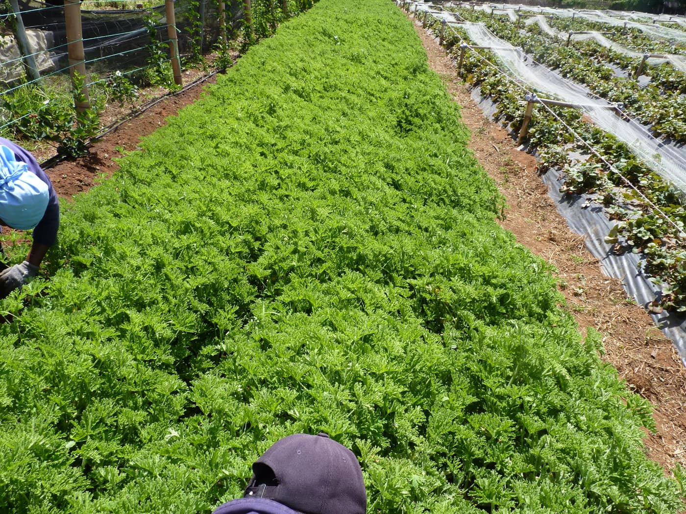 GGG Produce farm and herb photography (129)