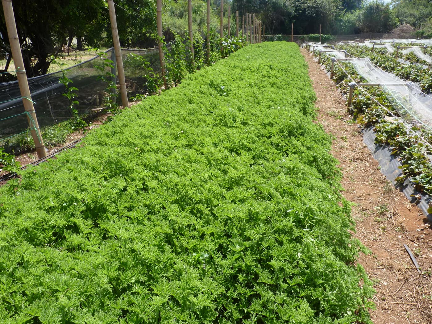 GGG Produce farm and herb photography (131)