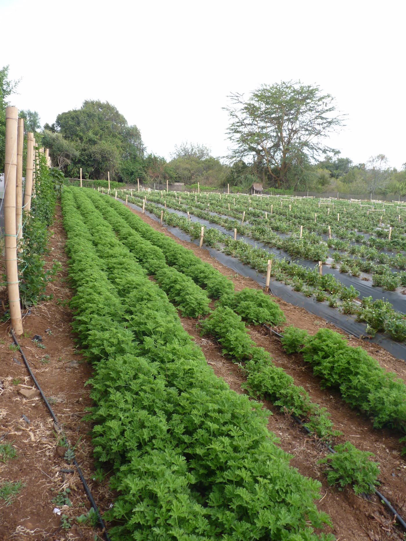 GGG Produce farm and herb photography (132)