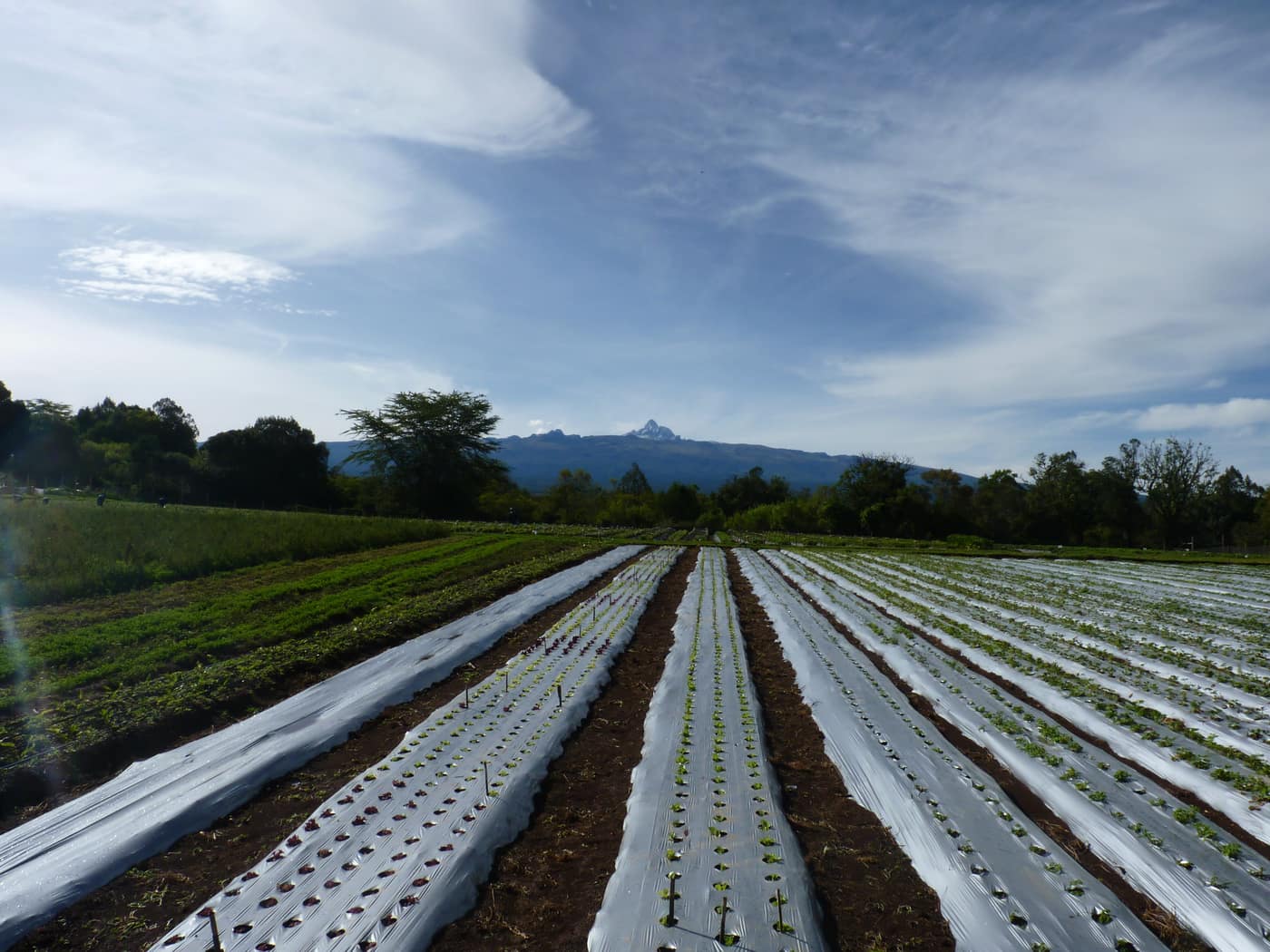 GGG Produce farm and herb photography (136)