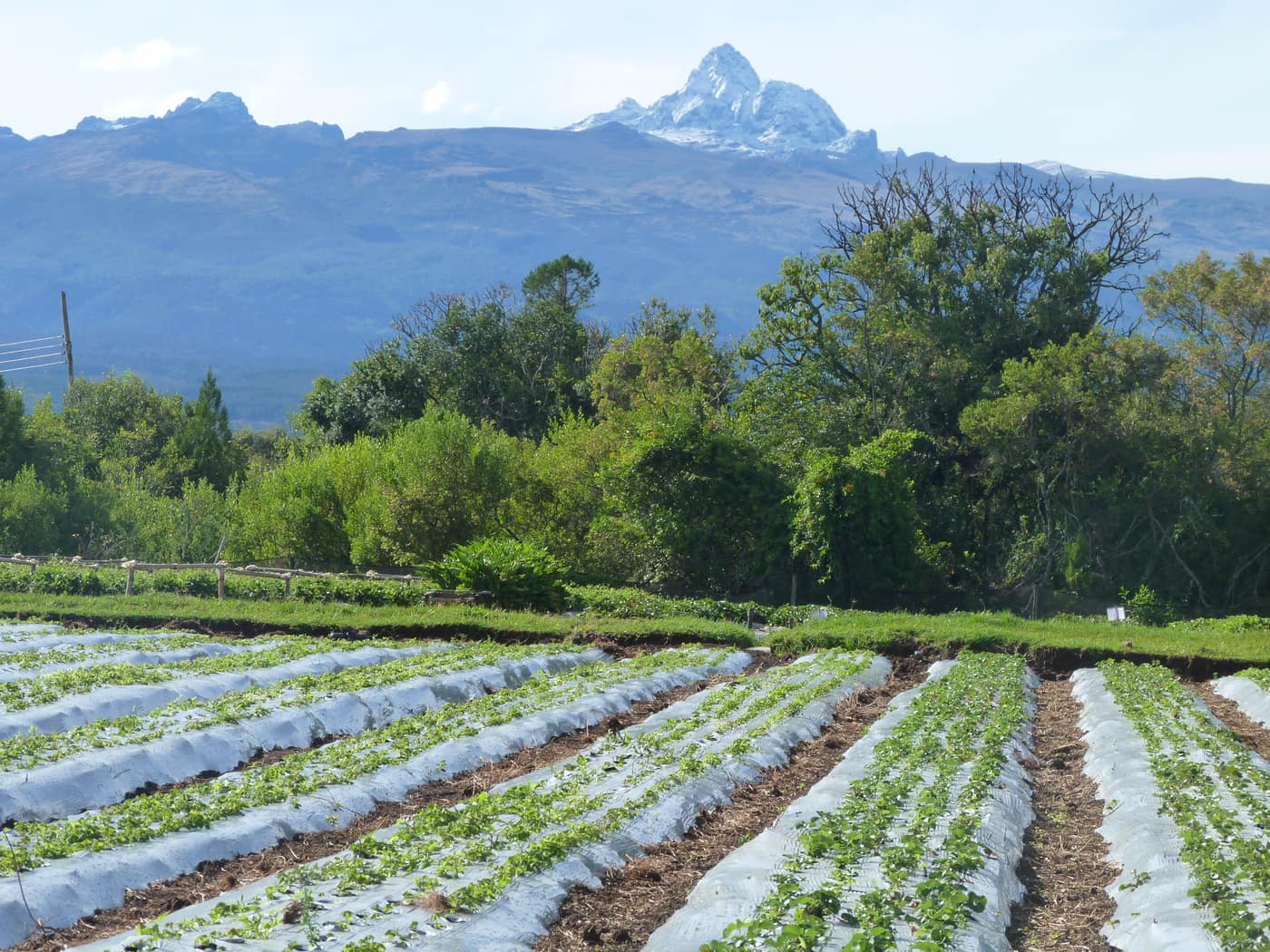 Crop rows with white mulch beneath a snow dusted mountain peak