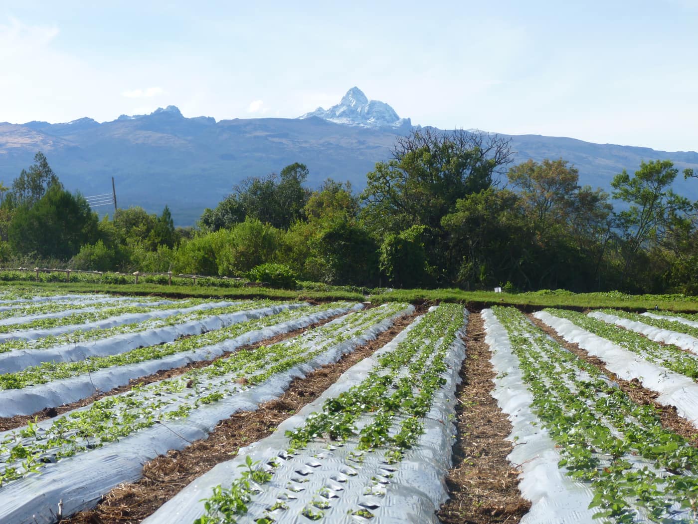 GGG Produce farm and herb photography (141)