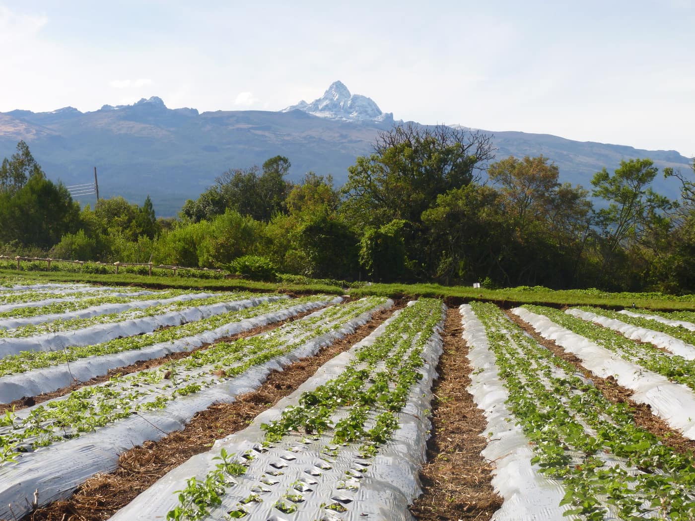 GGG Produce farm and herb photography (142)
