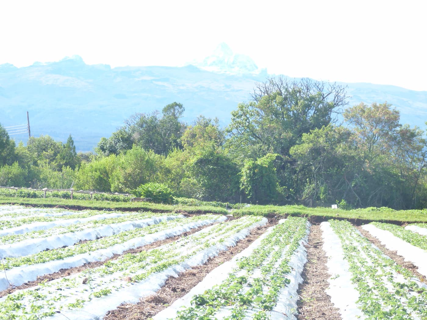 GGG Produce farm and herb photography (144)