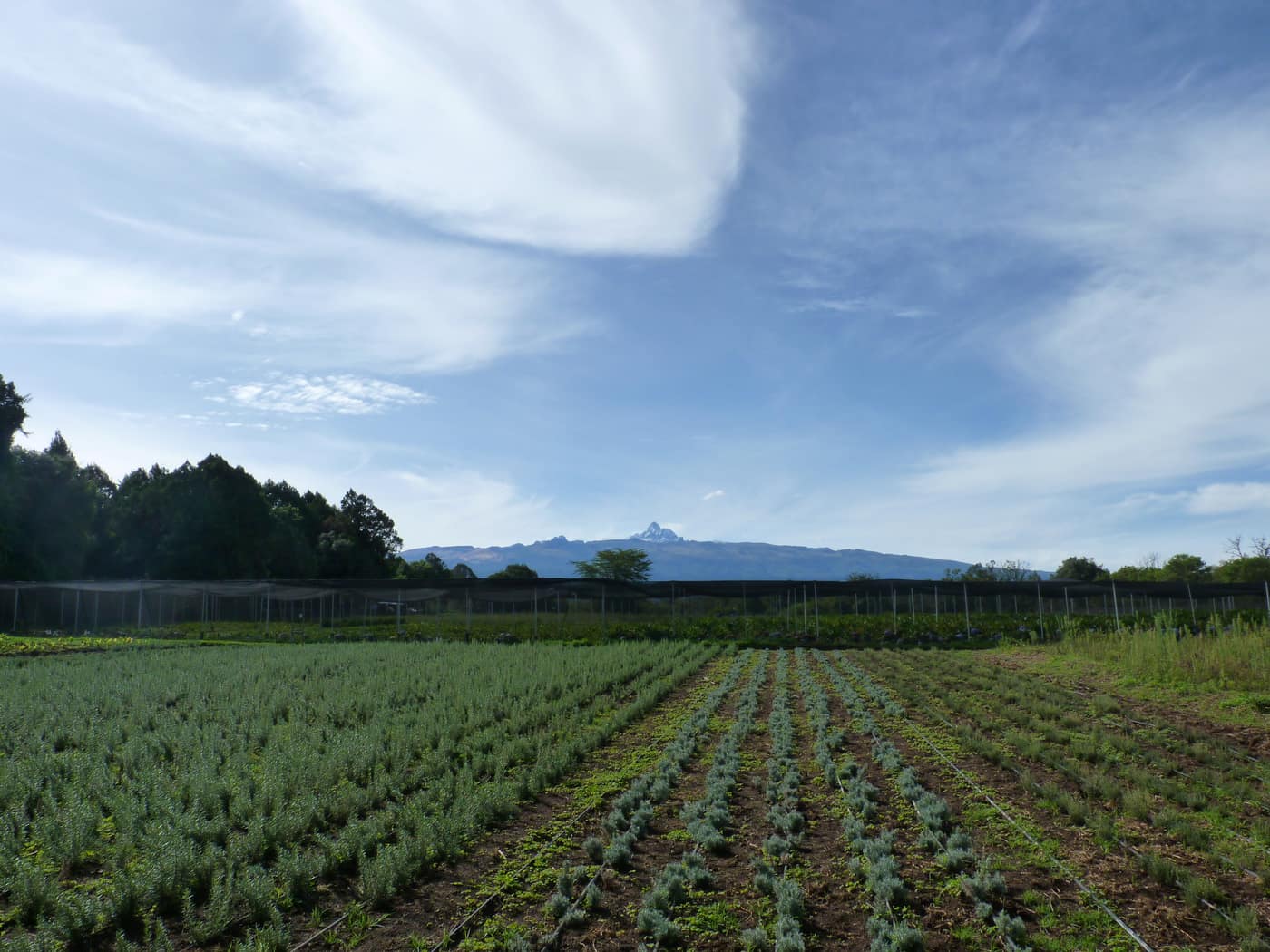 GGG Produce farm and herb photography (148)