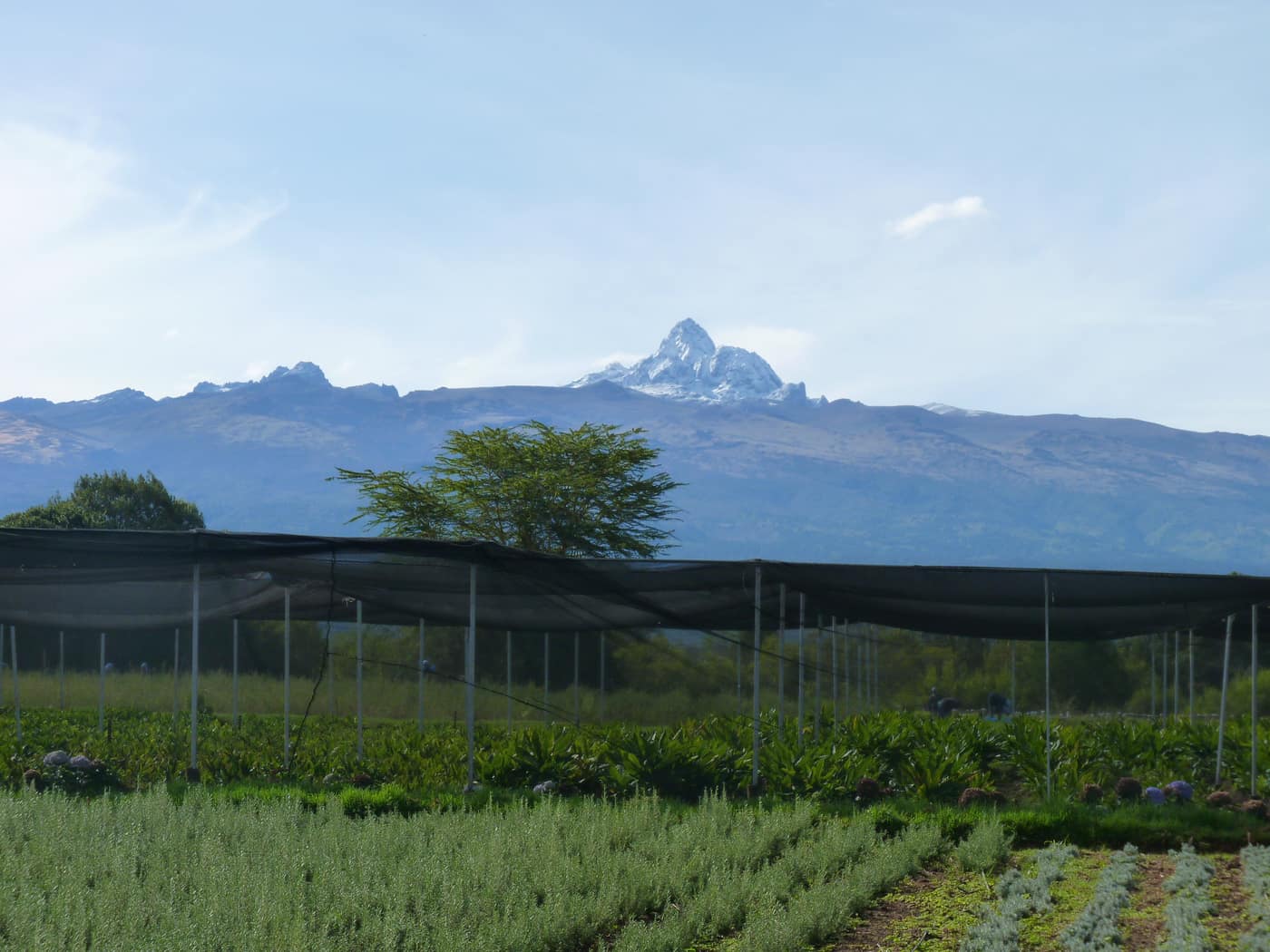 GGG Produce farm and herb photography (149)