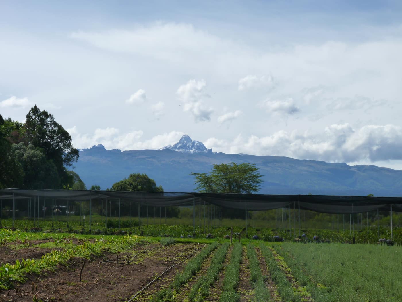GGG Produce farm and herb photography (152)