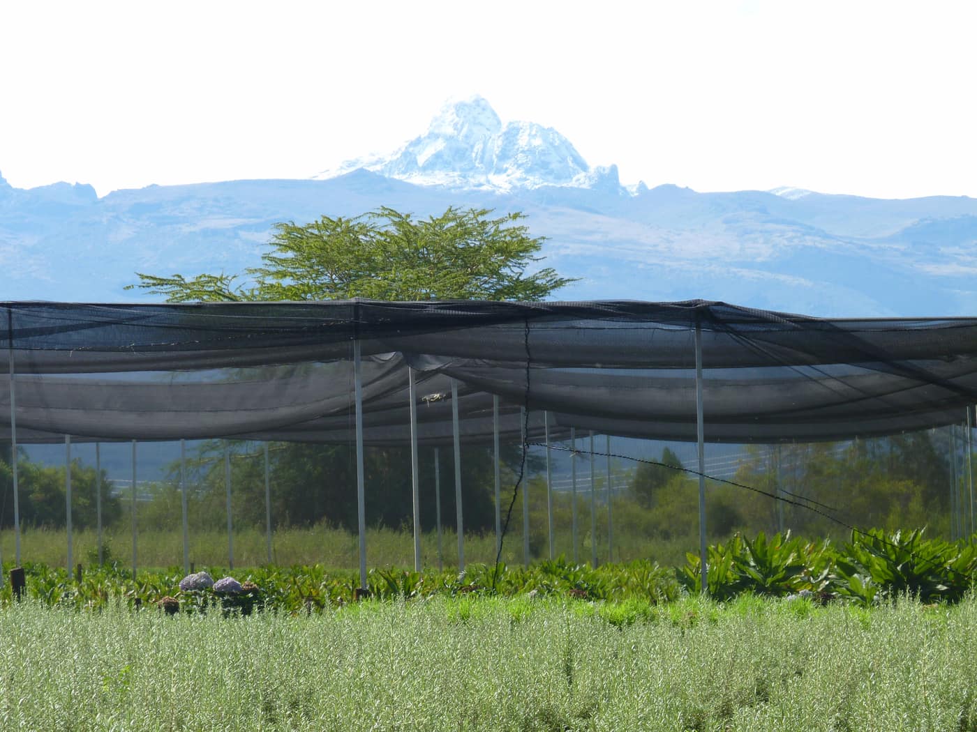 GGG Produce farm and herb photography (158)