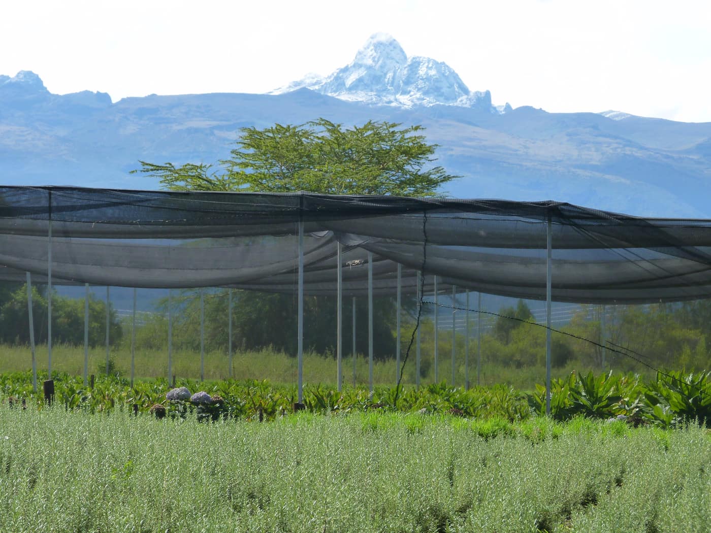 GGG Produce farm and herb photography (159)