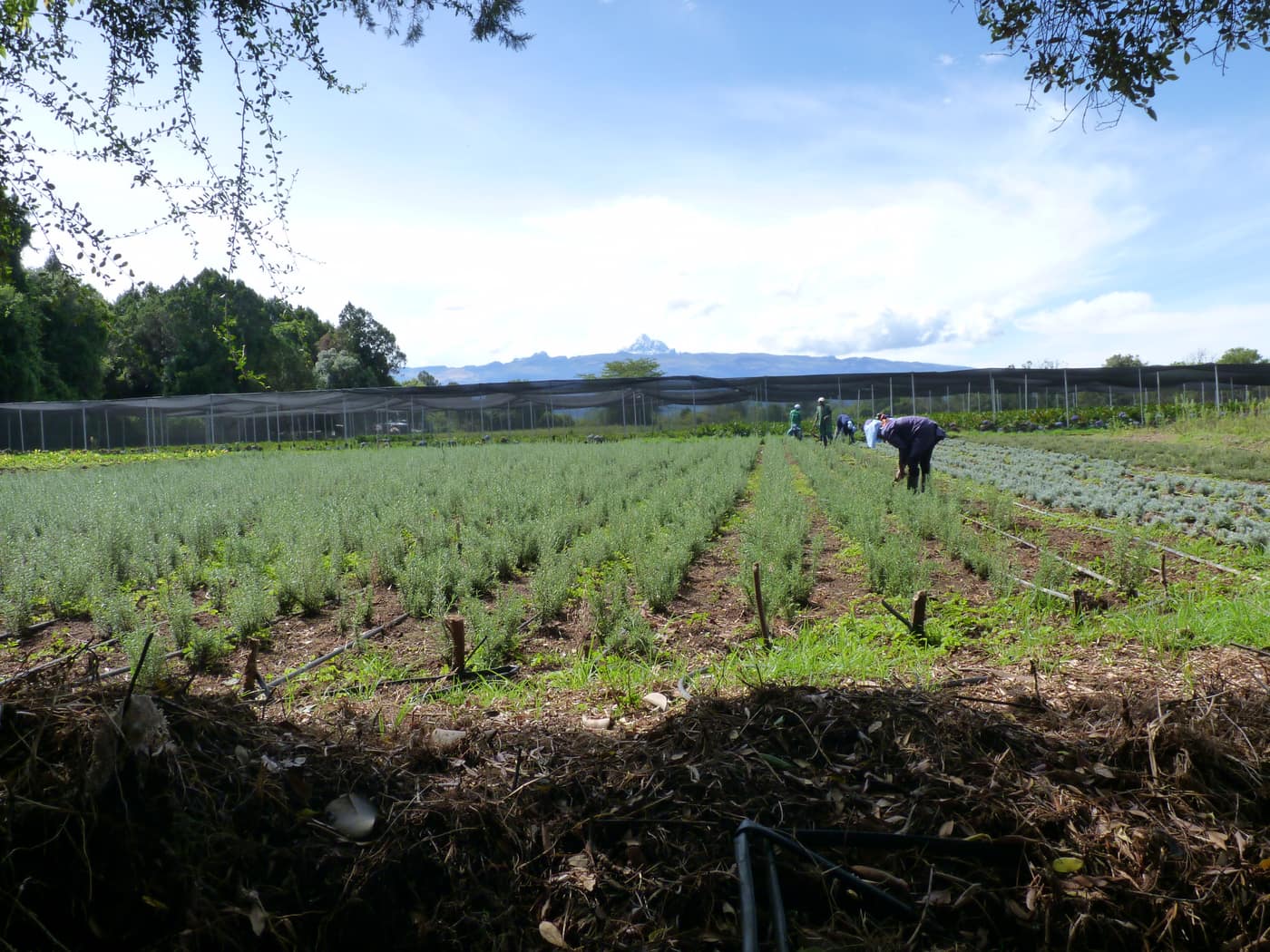 GGG Produce farm and herb photography (162)