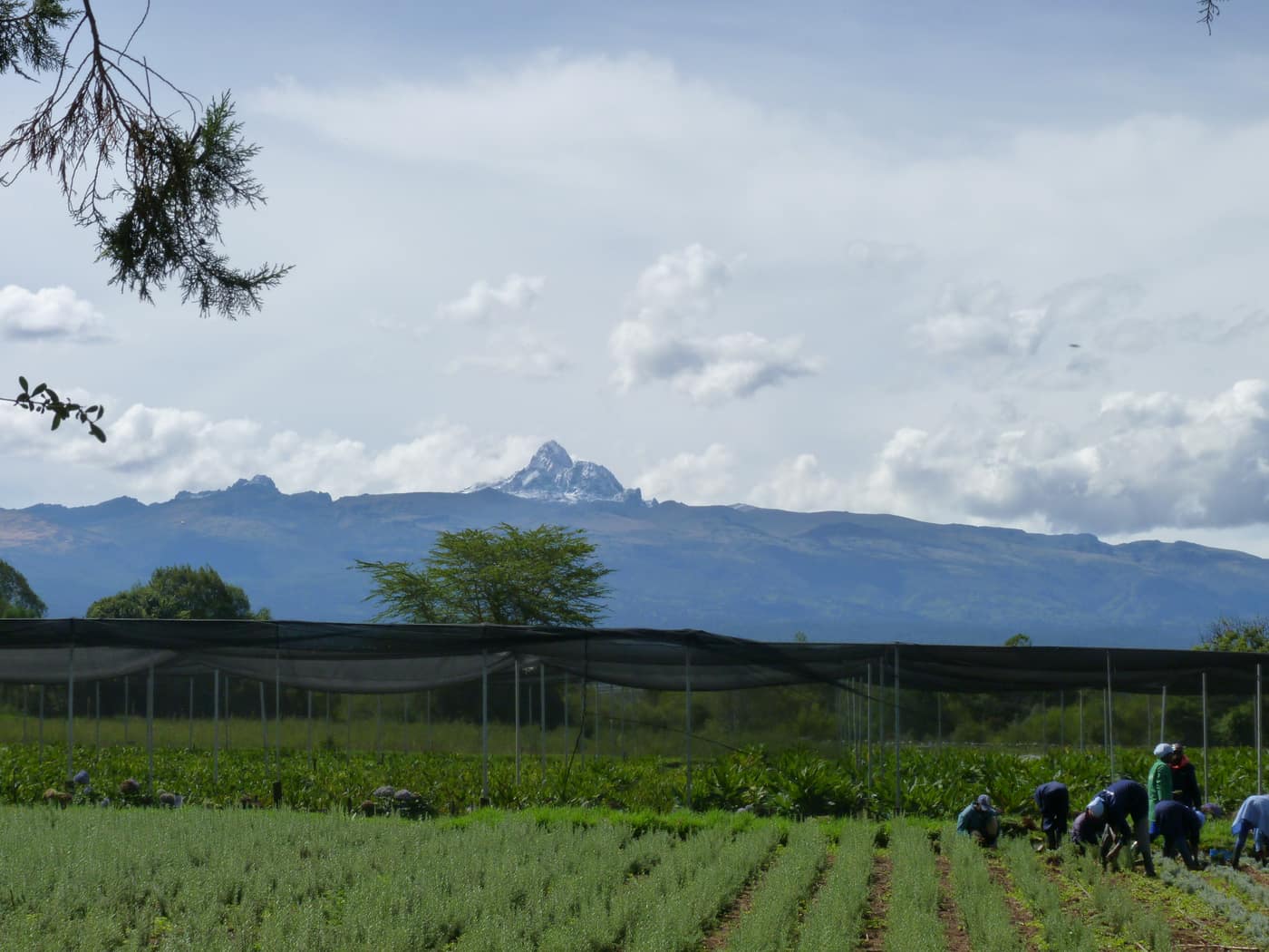 GGG Produce farm and herb photography (163)