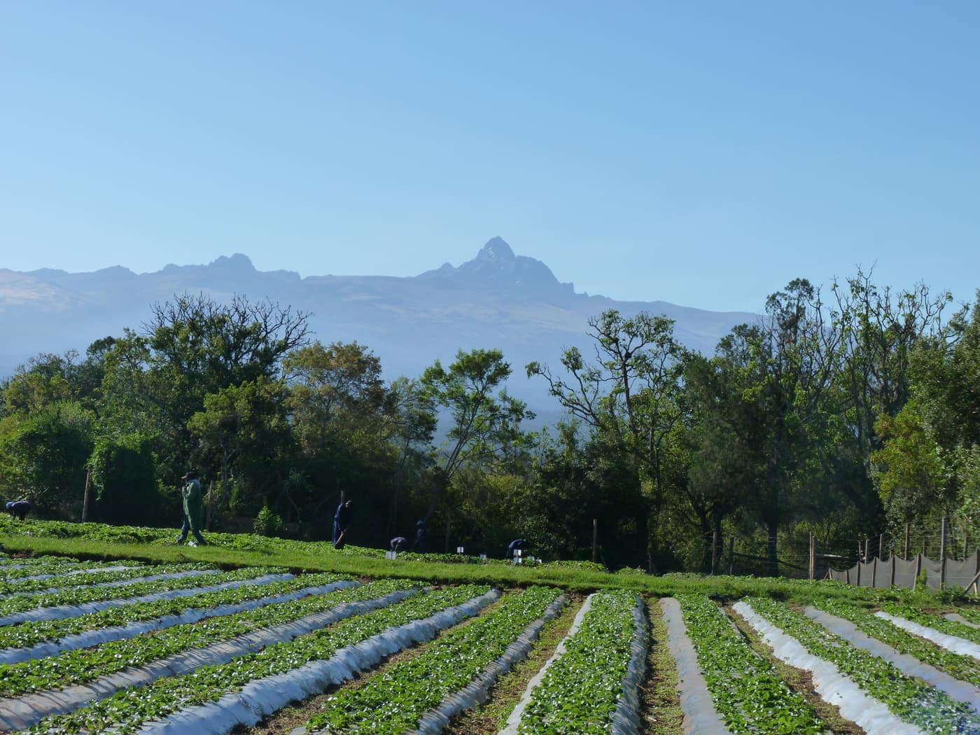 GGG Produce farm and herb photography (170)