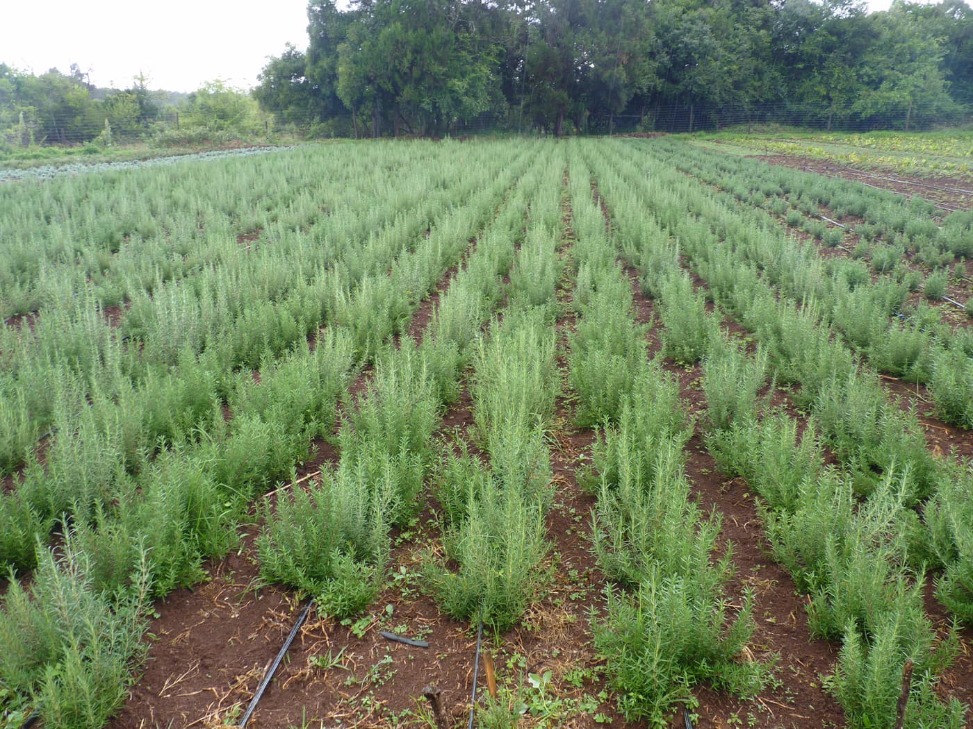 GGG Produce farm and herb photography (172)