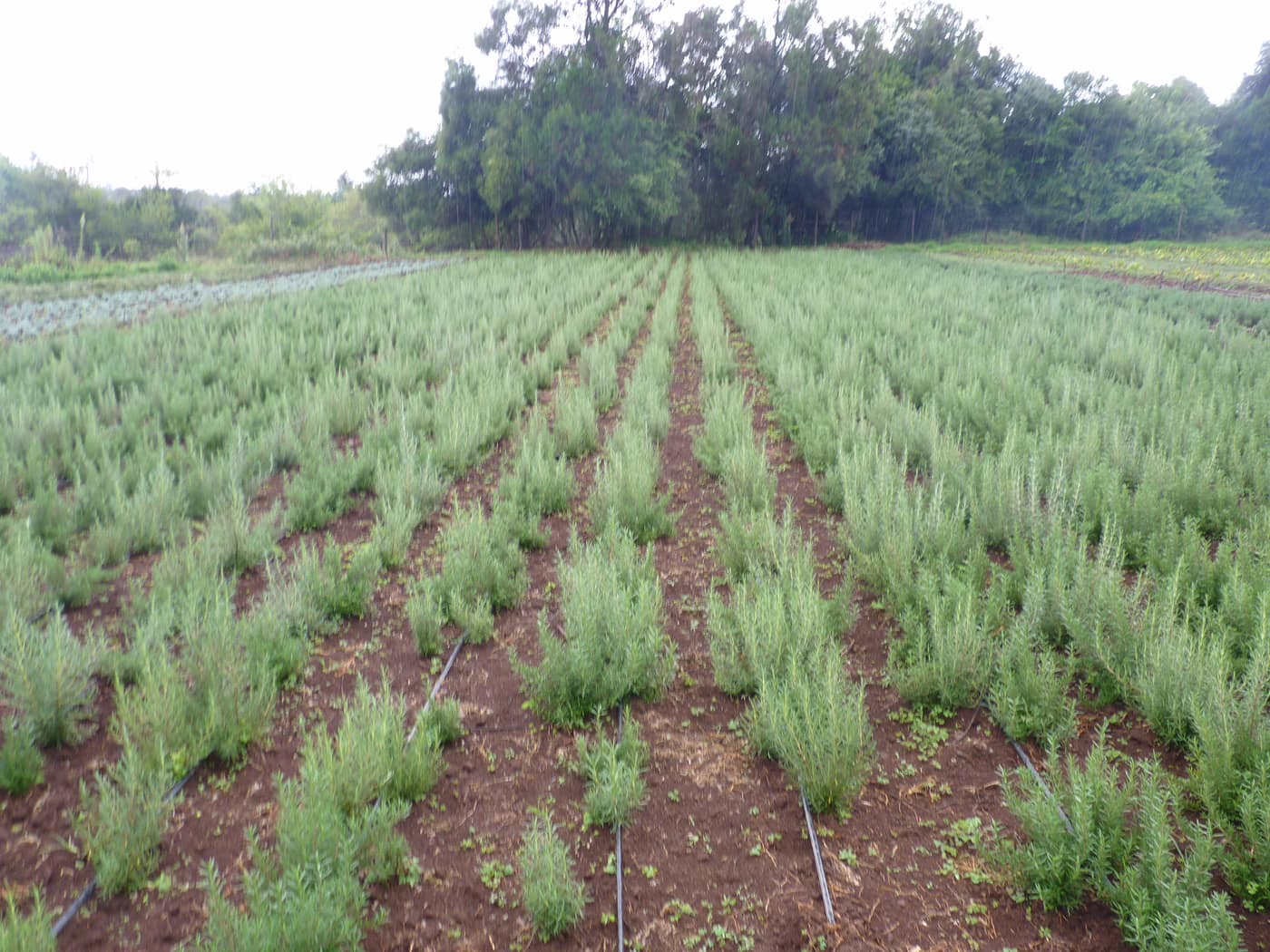 GGG Produce farm and herb photography (173)