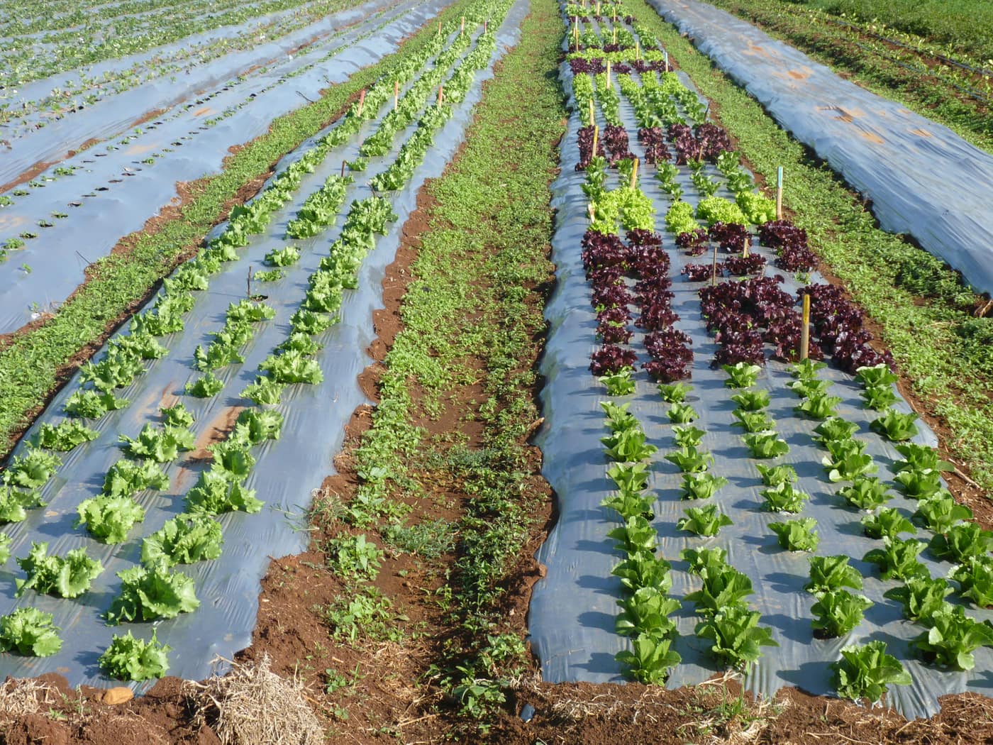 GGG Produce farm and herb photography (181)