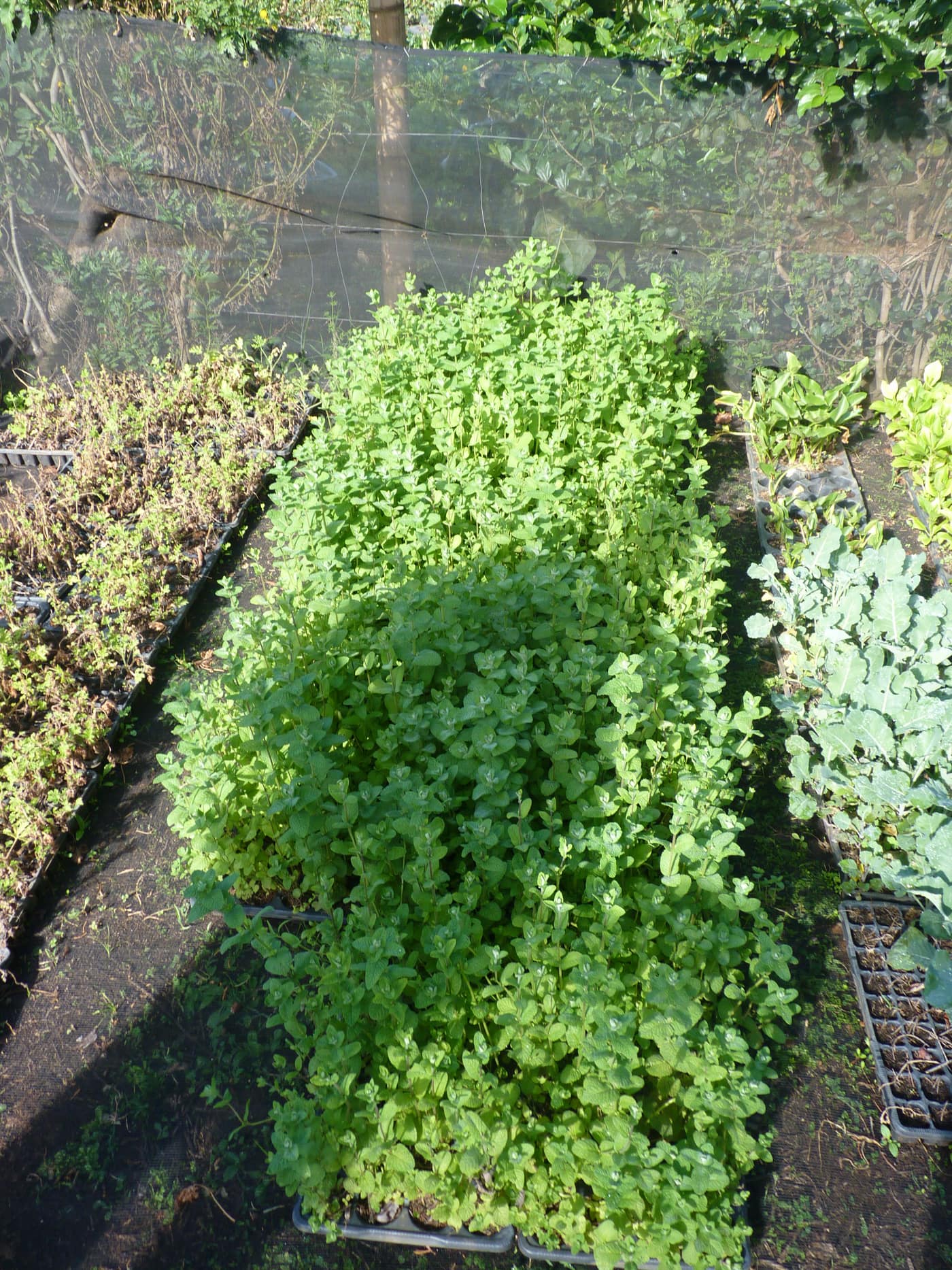 GGG Produce farm and herb photography (182)