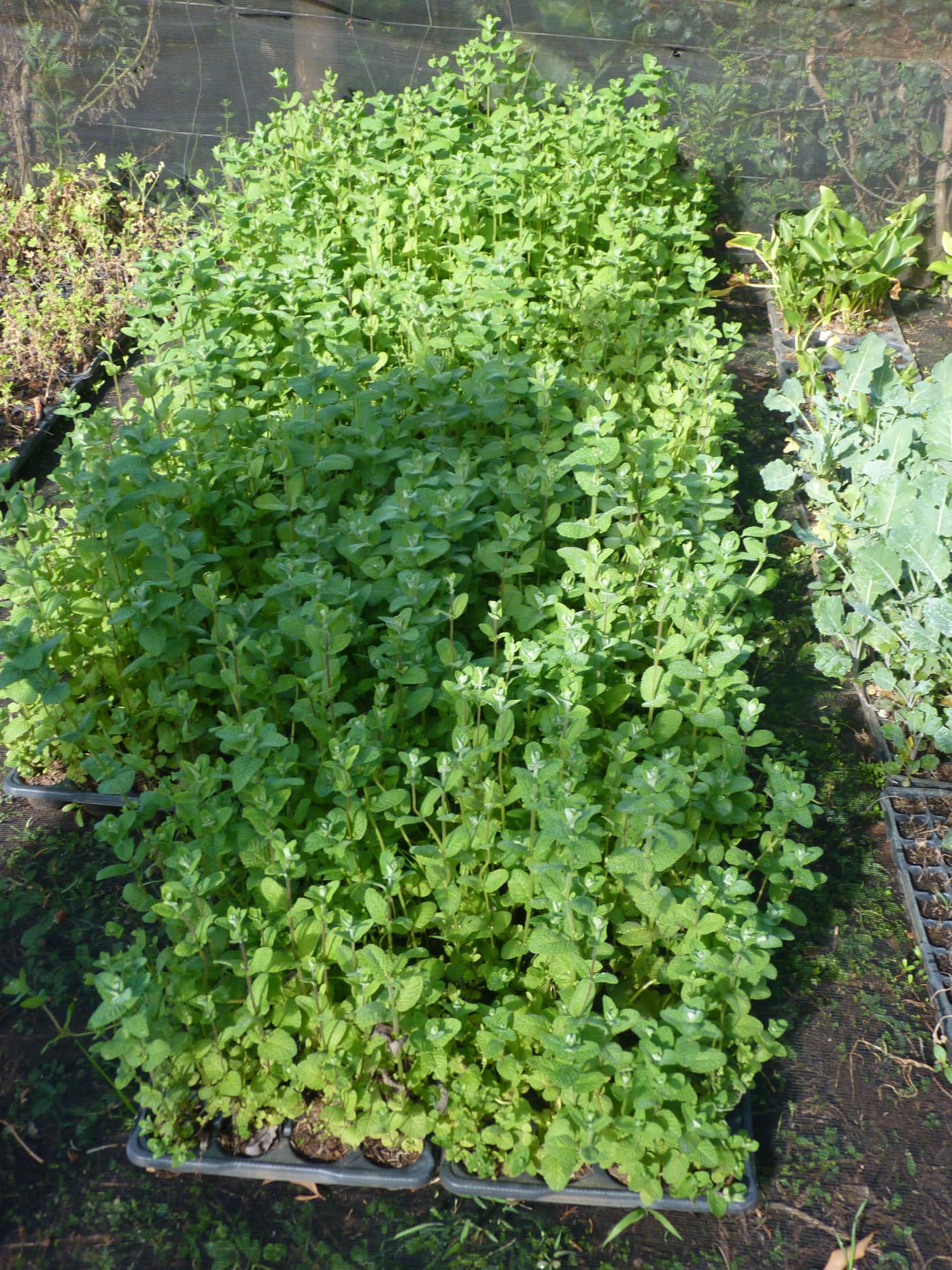 GGG Produce farm and herb photography (183)