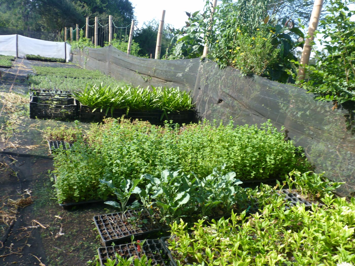 GGG Produce farm and herb photography (184)