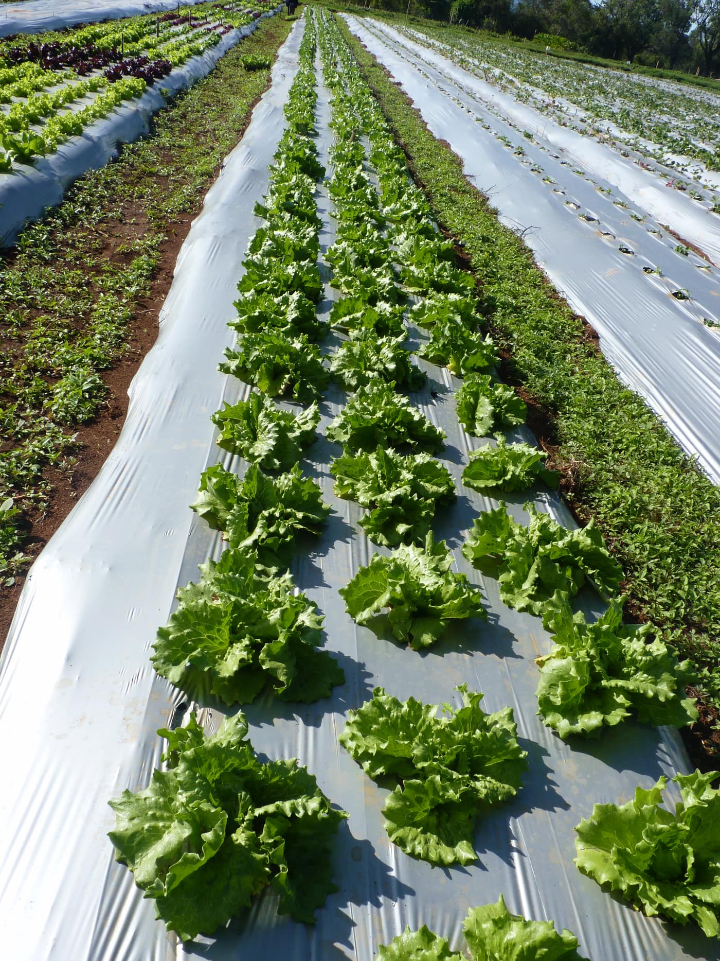 GGG Produce farm and herb photography (185)