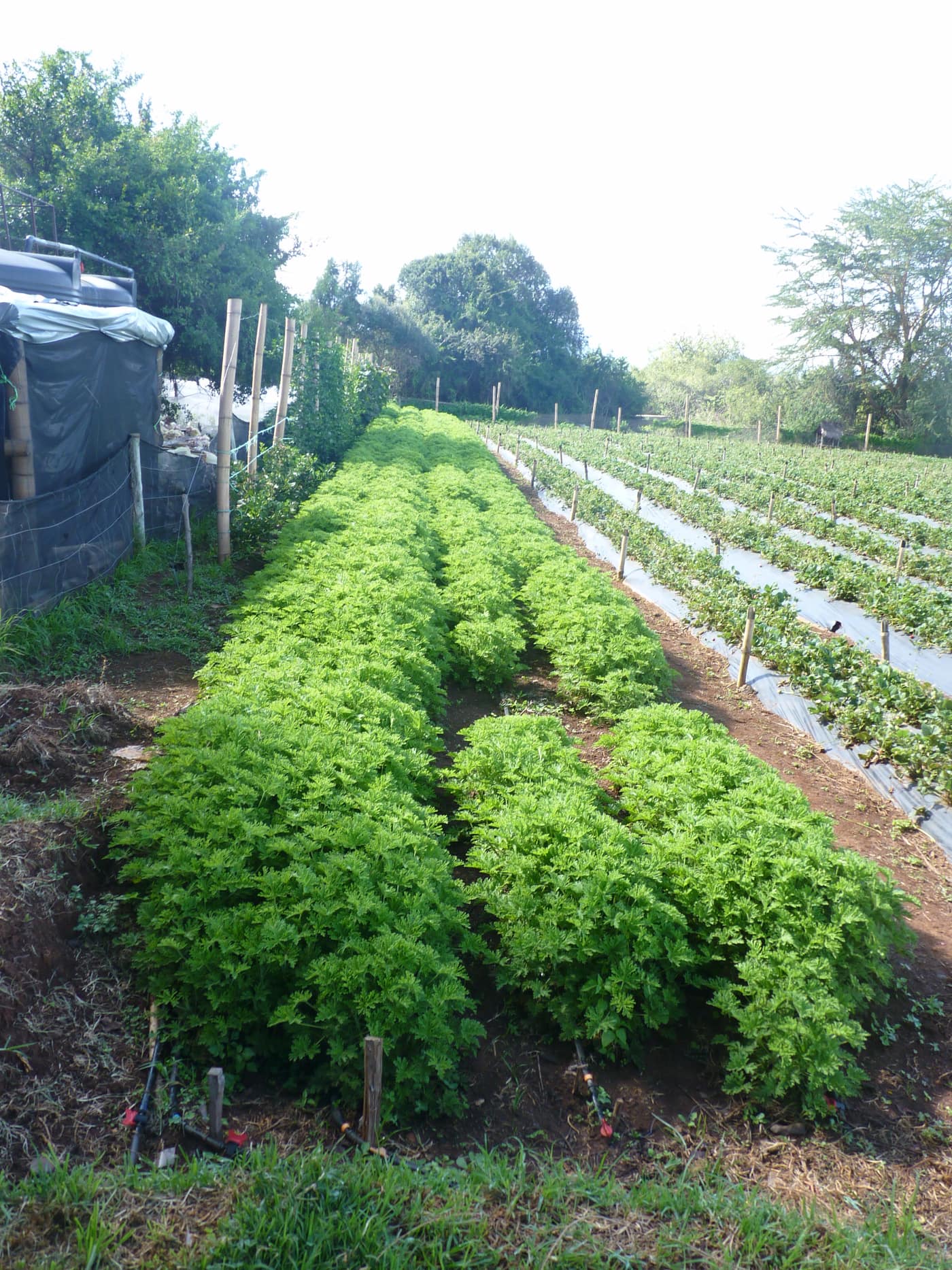 GGG Produce farm and herb photography (186)
