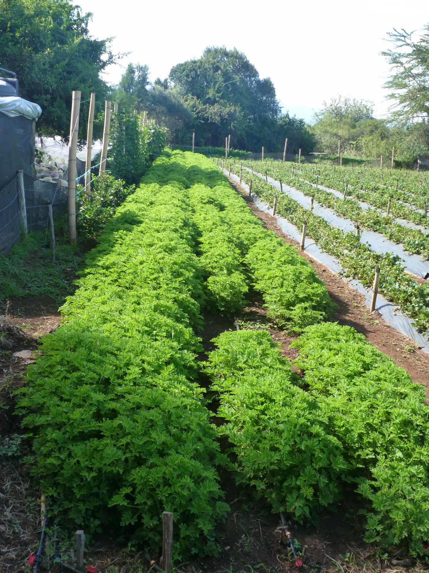 GGG Produce farm and herb photography (187)