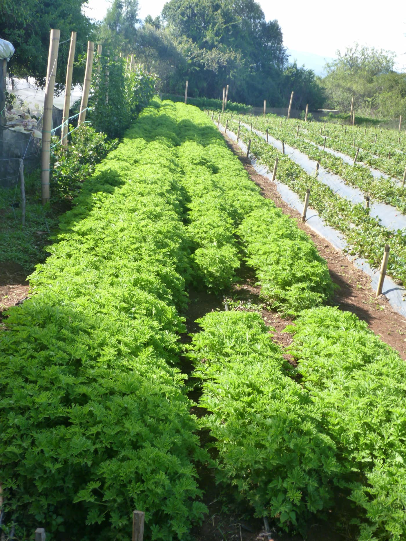 GGG Produce farm and herb photography (188)