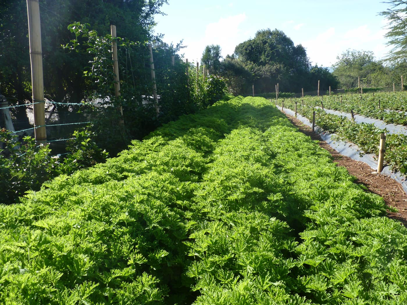 GGG Produce farm and herb photography (189)