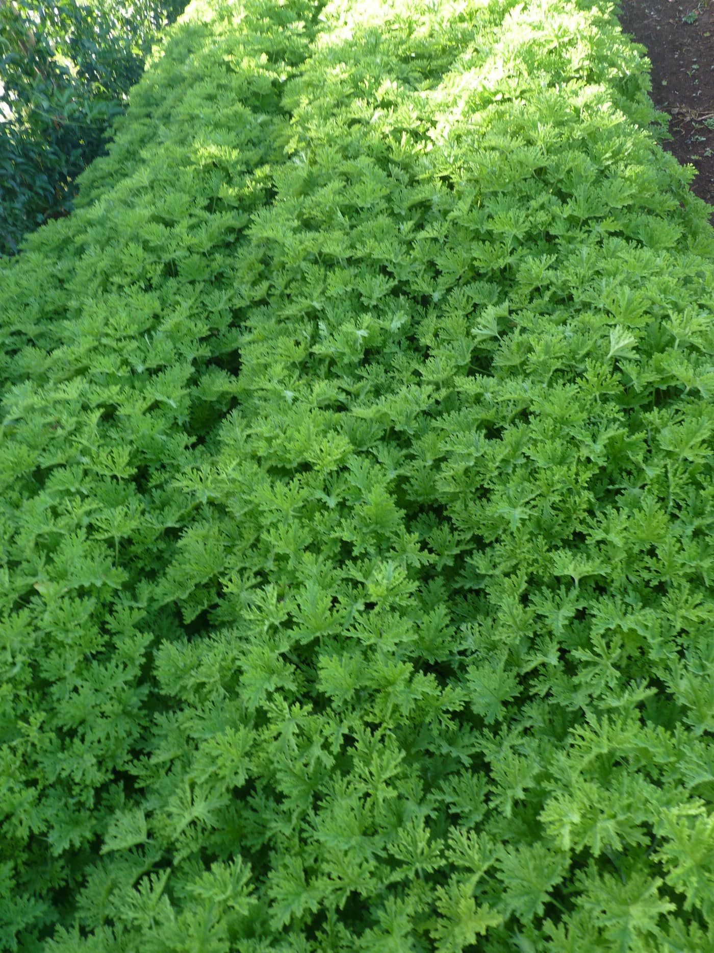 GGG Produce farm and herb photography (192)