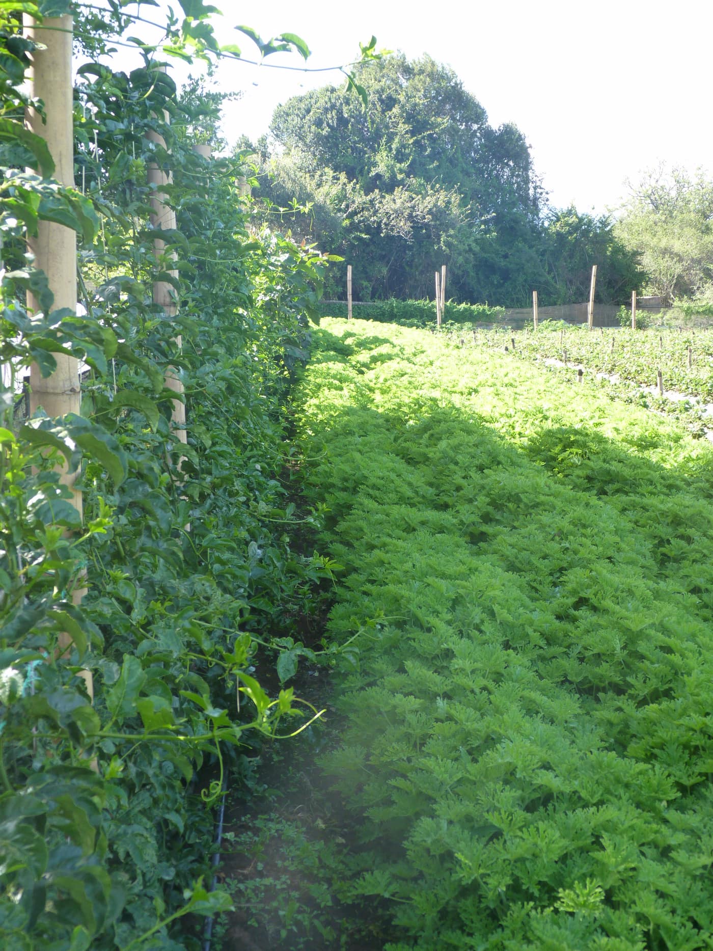 GGG Produce farm and herb photography (195)