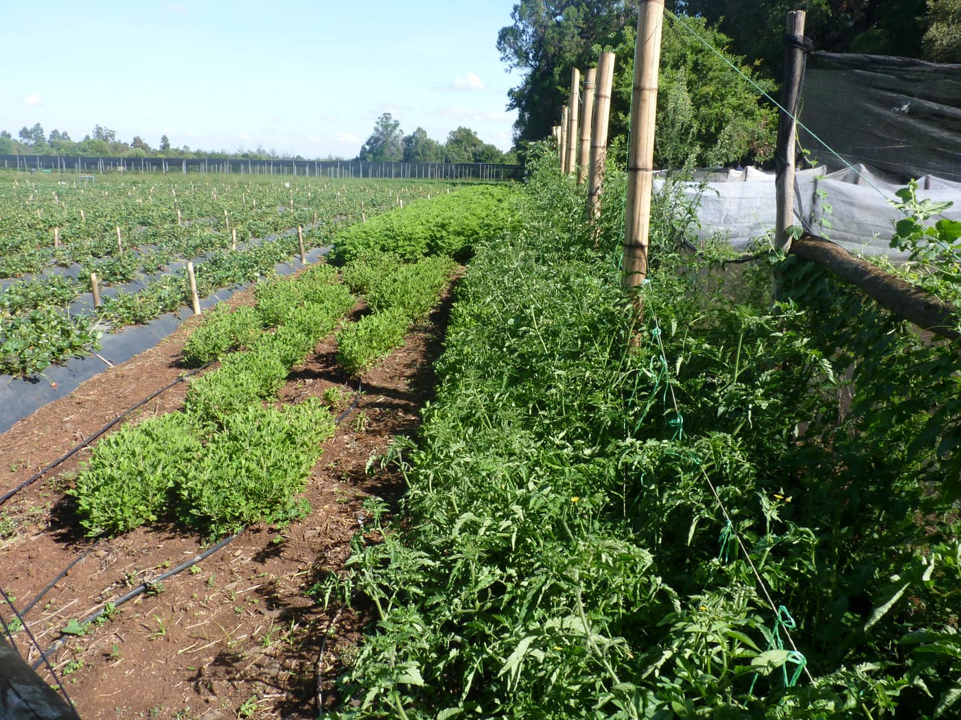 GGG Produce farm and herb photography (196)
