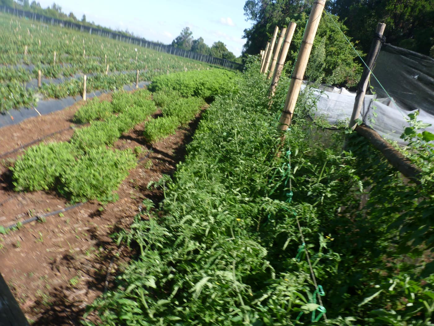 GGG Produce farm and herb photography (197)