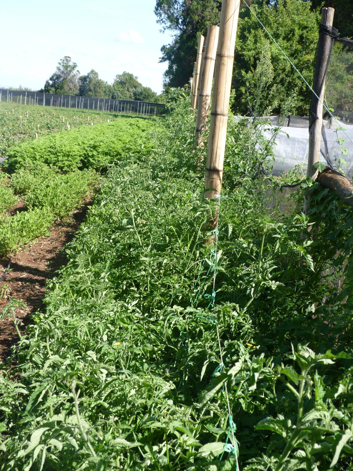 GGG Produce farm and herb photography (198)