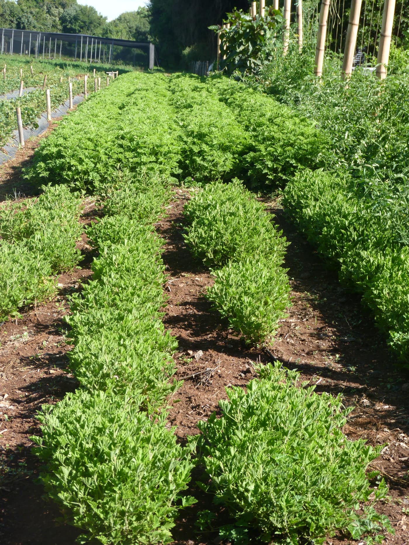 GGG Produce farm and herb photography (200)