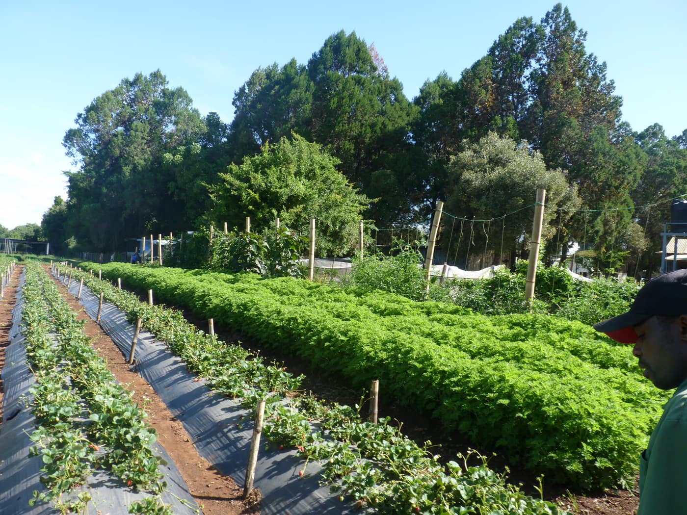 GGG Produce farm and herb photography (201)