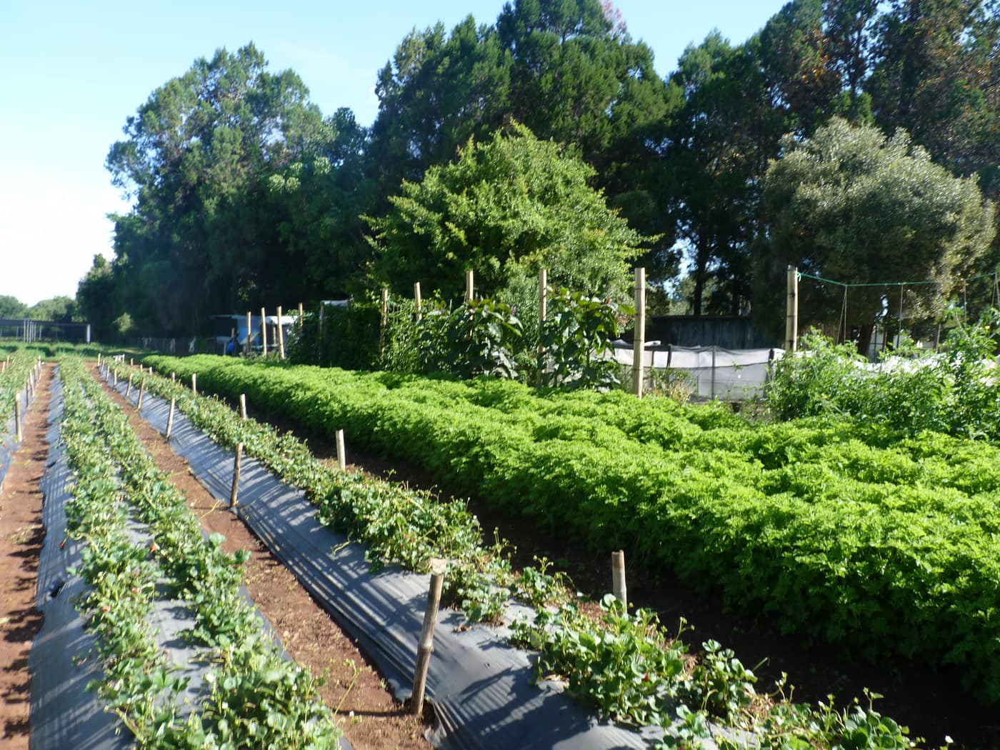 GGG Produce farm and herb photography (202)