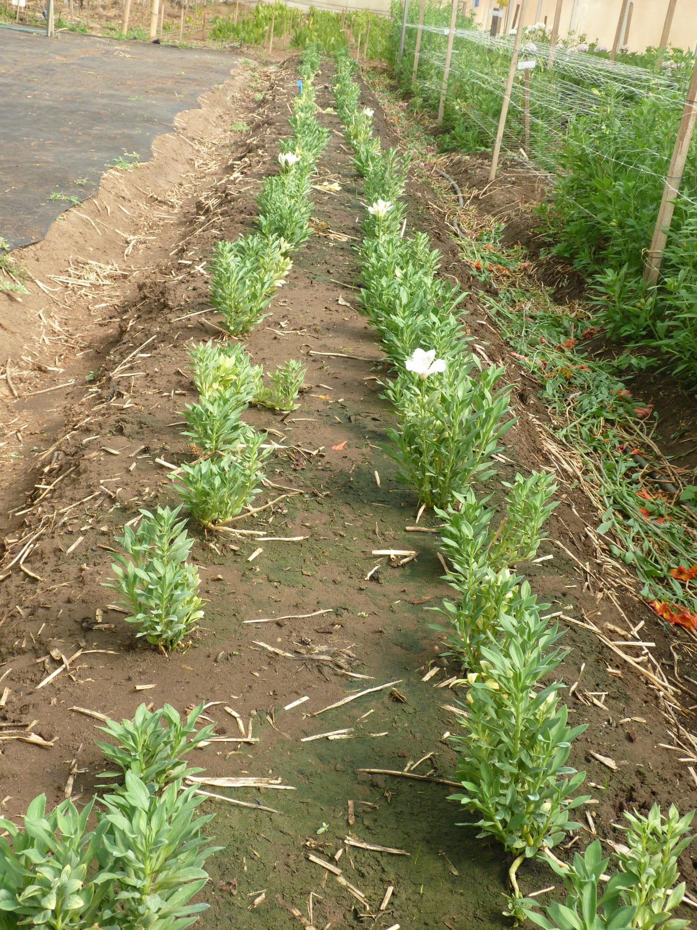 GGG Produce farm and herb photography (205)