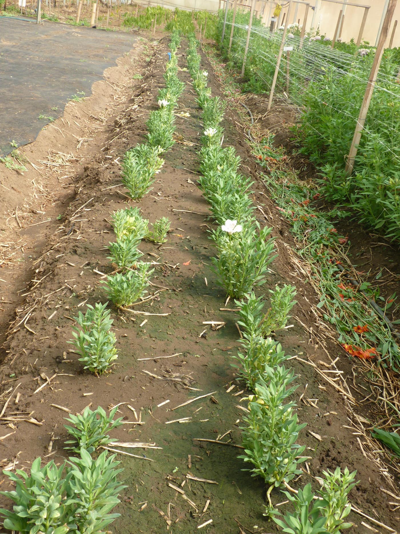 GGG Produce farm and herb photography (206)