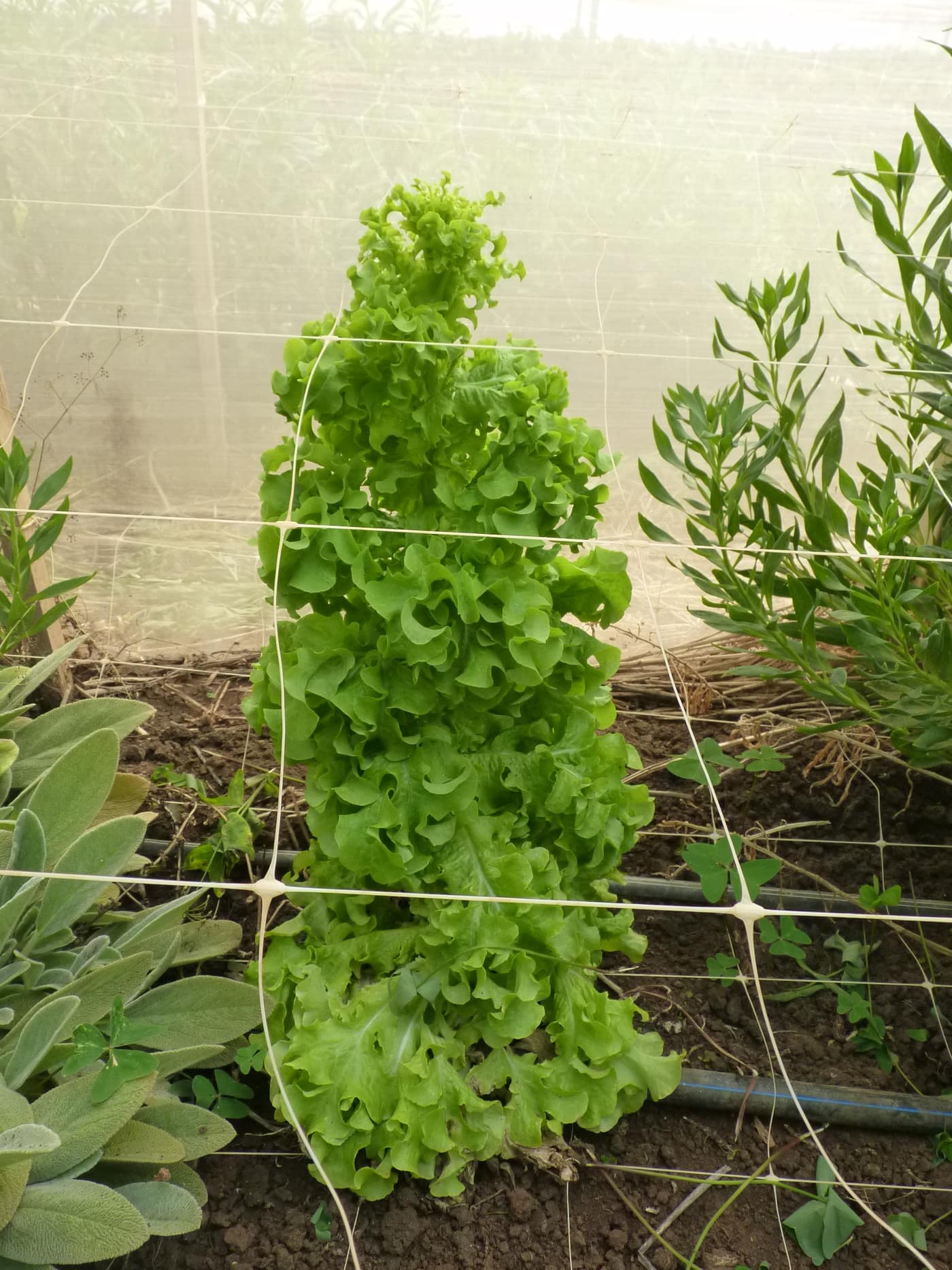 GGG Produce farm and herb photography (207)