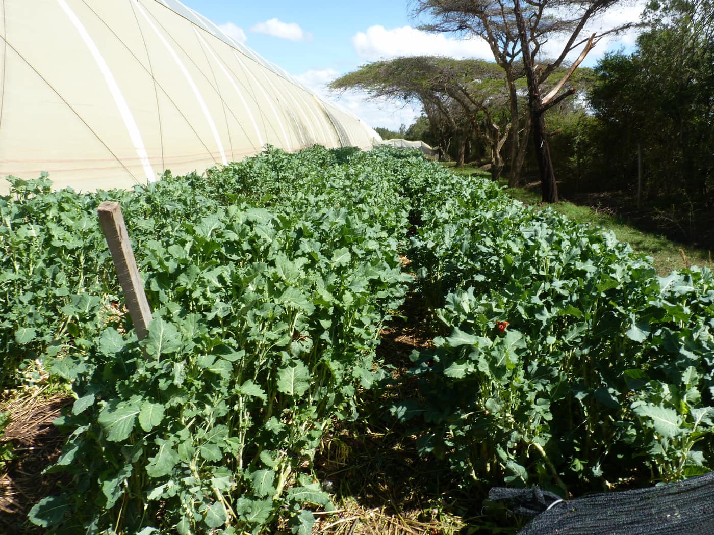 GGG Produce farm and herb photography (213)
