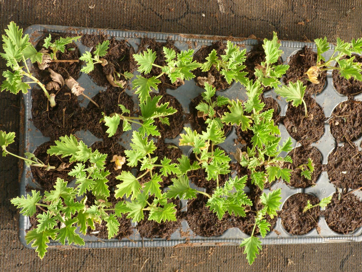 GGG Produce farm and herb photography (215)