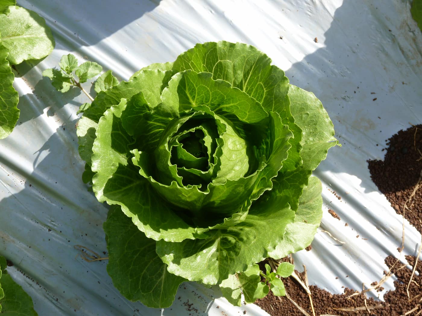 GGG Produce farm and herb photography (216)