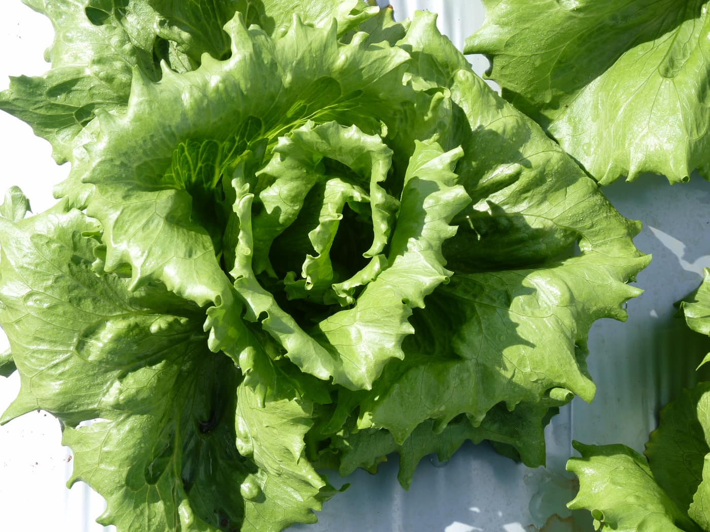 GGG Produce farm and herb photography (218)