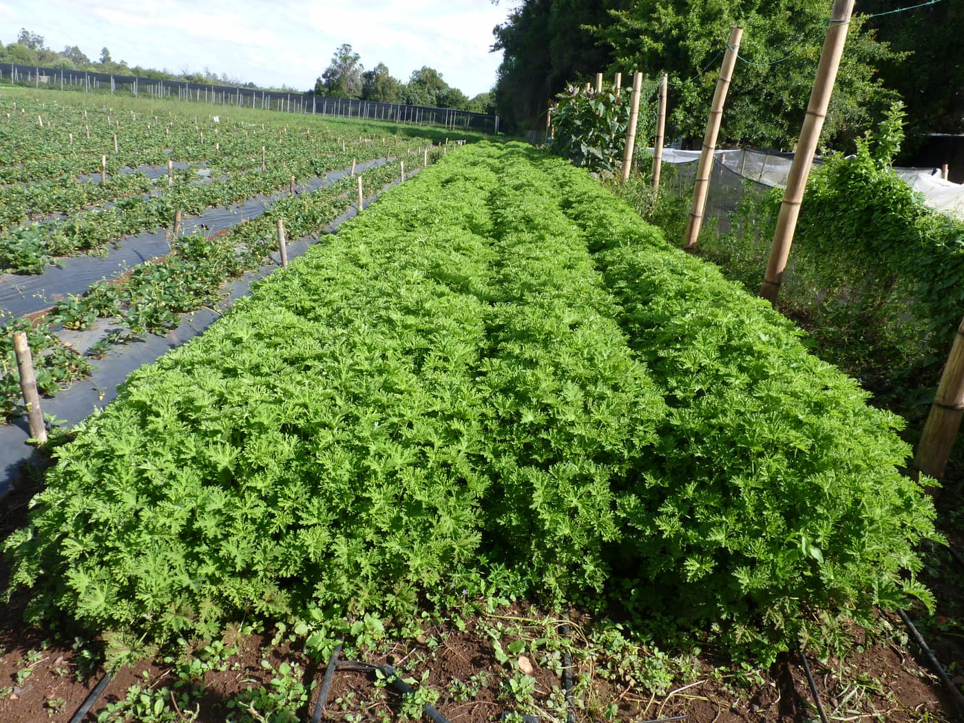 GGG Produce farm and herb photography (219)
