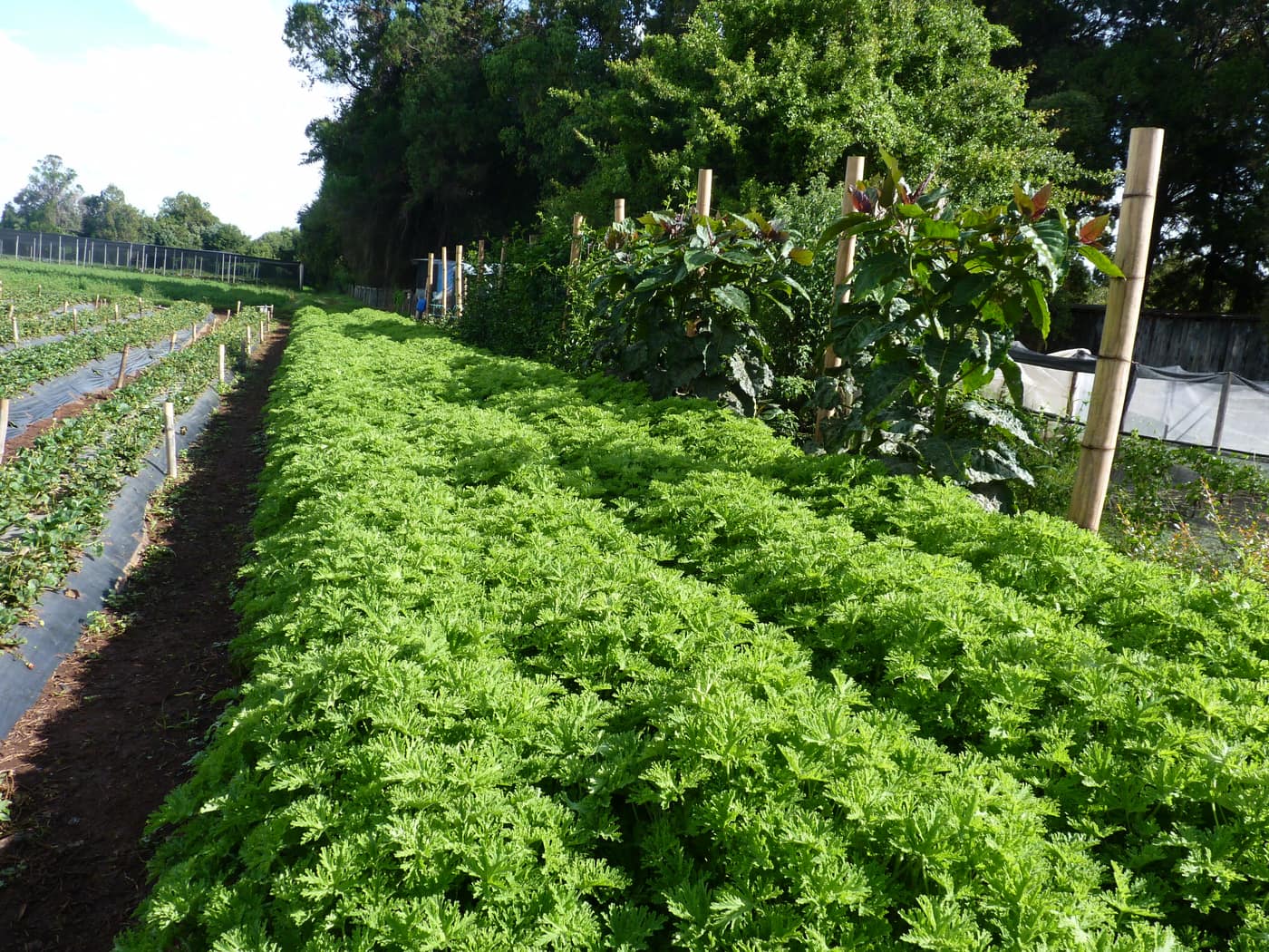 GGG Produce farm and herb photography (220)