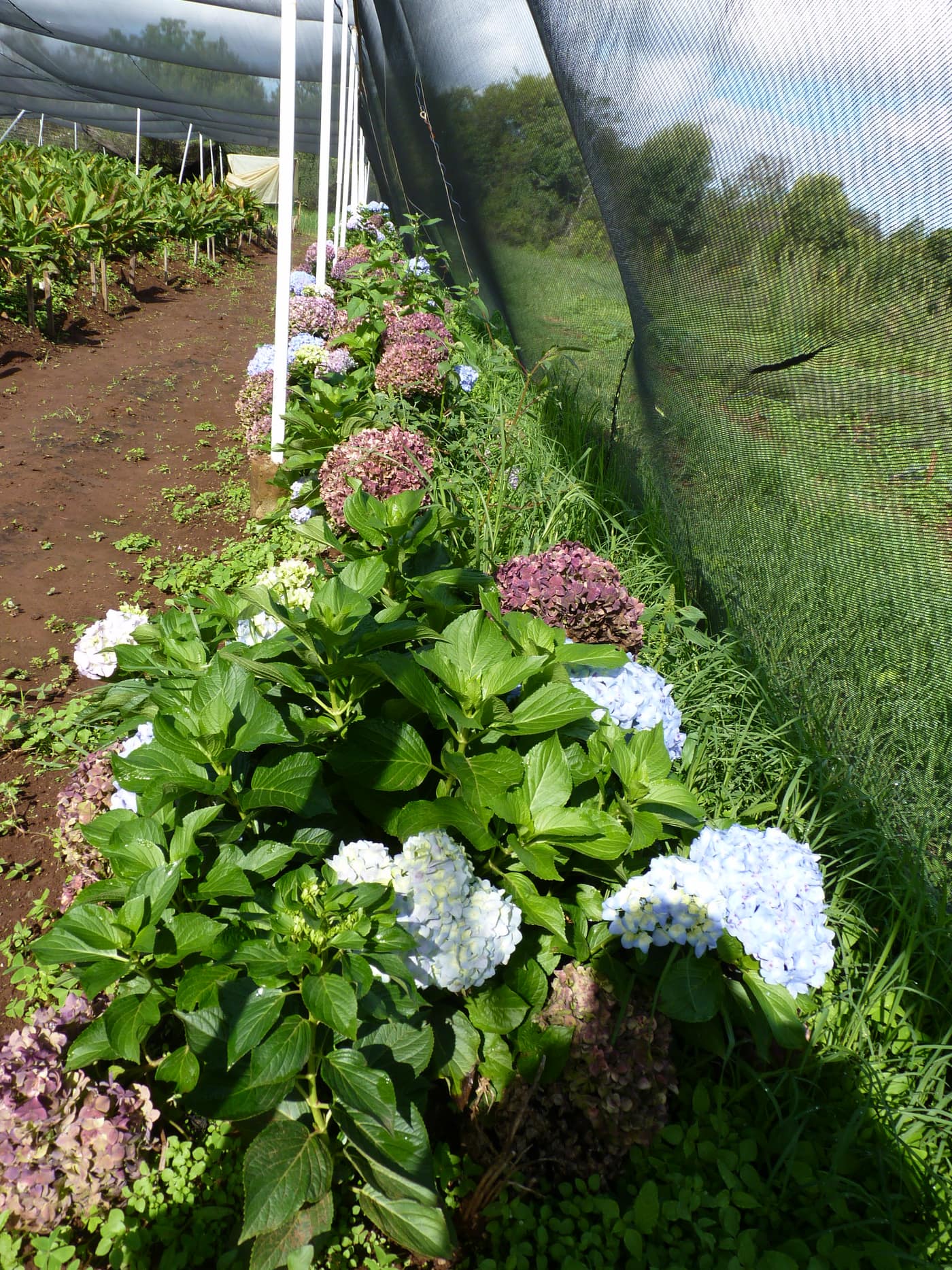 GGG Produce farm and herb photography (221)